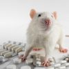 Les rats et votre santé : comprendre les risques associés à une infestation