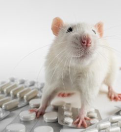 Les rats et votre santé : comprendre les risques associés à une infestation