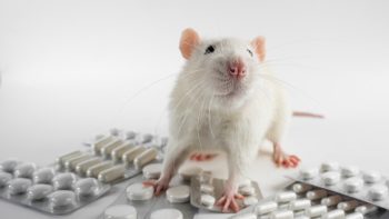 Les rats et votre santé : comprendre les risques associés à une infestation